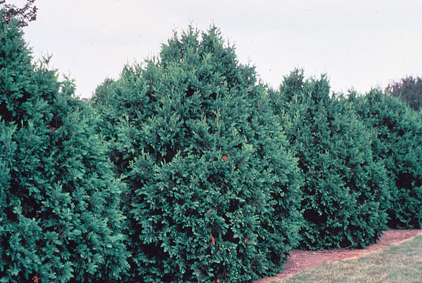 White Cedar (Thuja occidentalis)