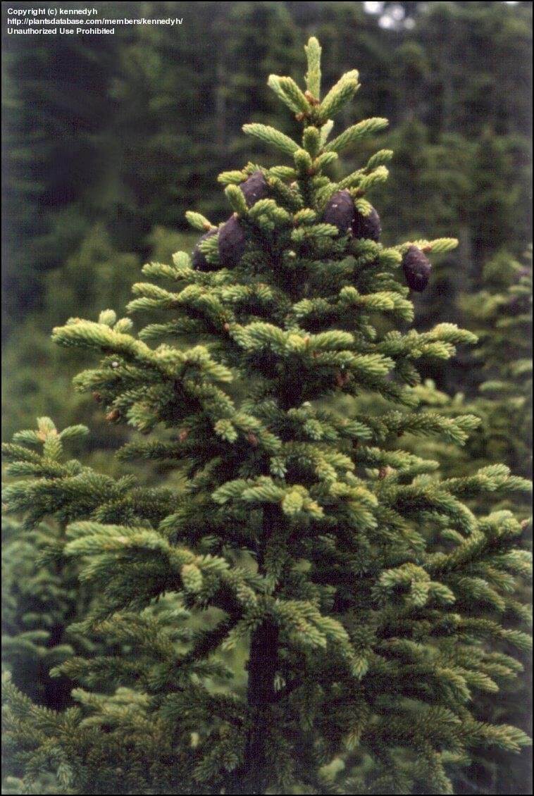Black Spruce (Picea mariana)