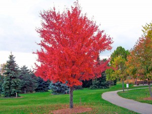 Red Maple (Acer rubrum)