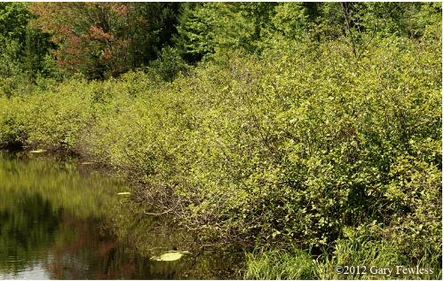 Type 6: Shrub Swamps