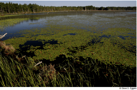 Type 5: Shallow Open Water Wetlands