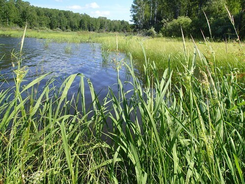 Type 4 Wetland: Deep Marshes